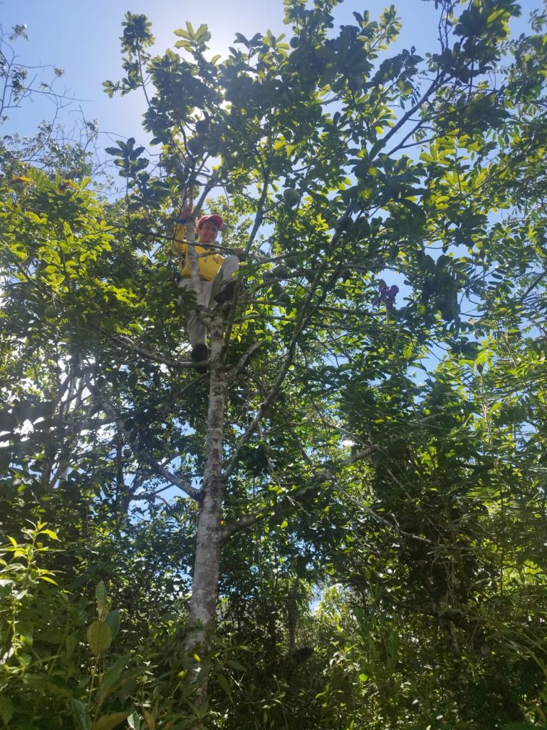 Cosecha de Frutas Voyage